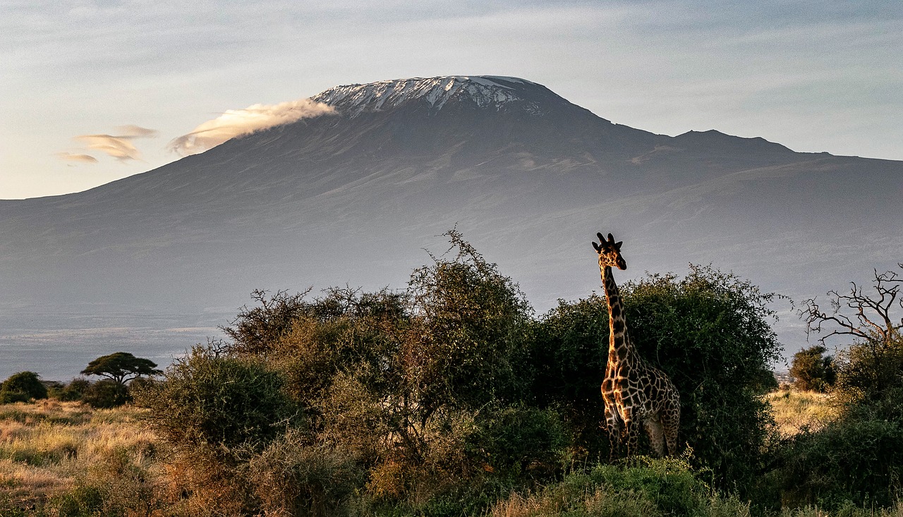 Сафари в Кении с Килиманджаро