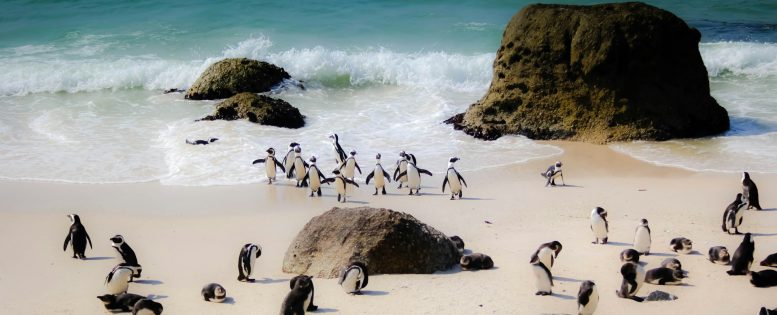 Из Москвы в Кейптаун 60 900 рублей