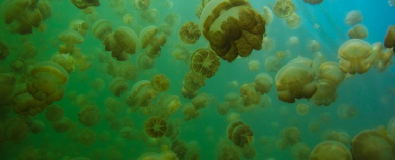 Из Москвы в Палау