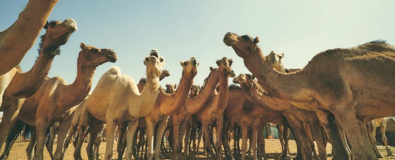 В Мавританию на Новый год 54 200 рублей